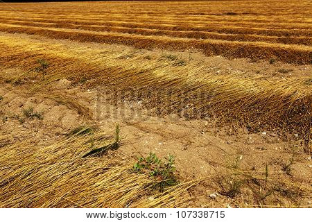 Flax field . autumn