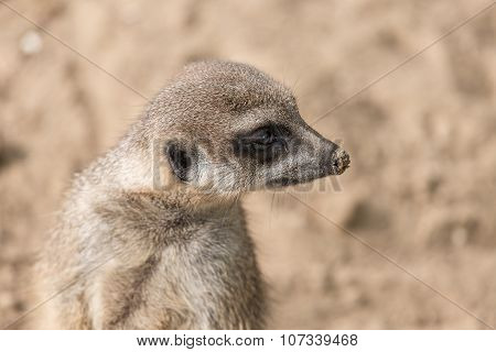 Meerkat In Zoo