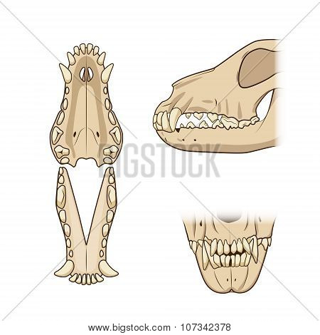 Veterinary vector illustration teeth of the dog