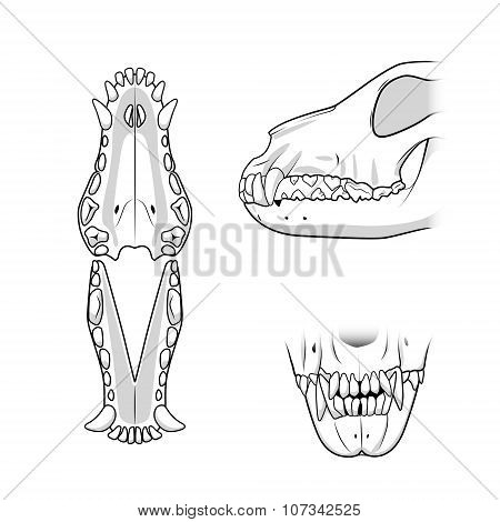Veterinary vector illustration teeth of the dog