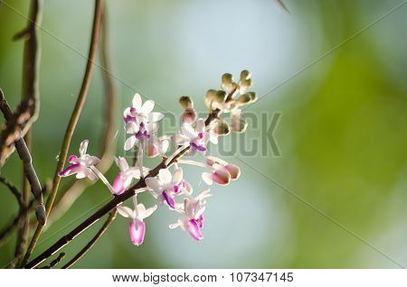 Seidenfadenia Mitrata Is Native To Thailand And To Myanmar Burma