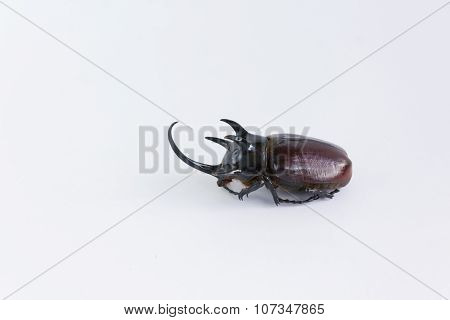 Uncommon and rare stuffing five horns beetles remains  on white background