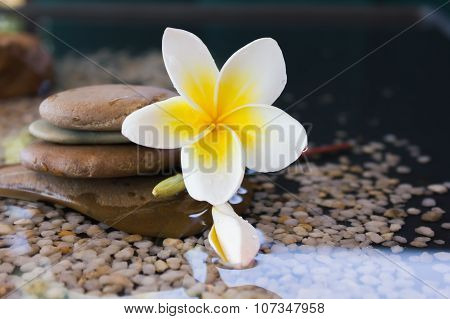 plumeria or frangipani decorated on water and pebble rock in zen style for spa meditation mood