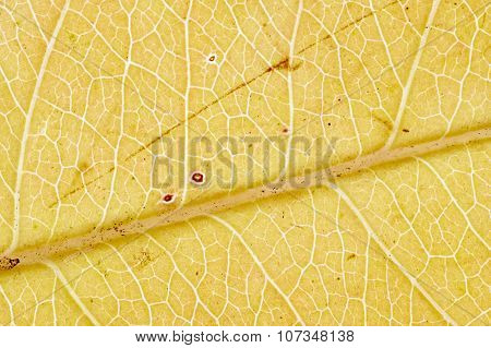 autumn leaf