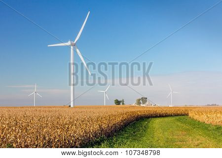 Wind Turbines In Cornfield