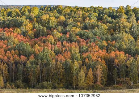 Autumn Forest