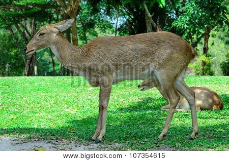Eld's deer also known as the thamin or brow-antlered deer.