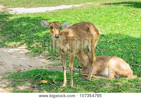 Eld's Deer Also Known As The Thamin Or Brow-antlered Deer.