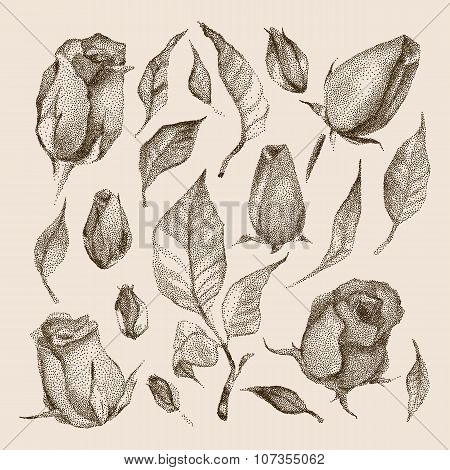 Roses Botanical set.