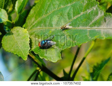 Close up of Bee or Flower Fly on green leaf