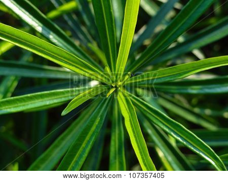 Long Leaves, Proportion