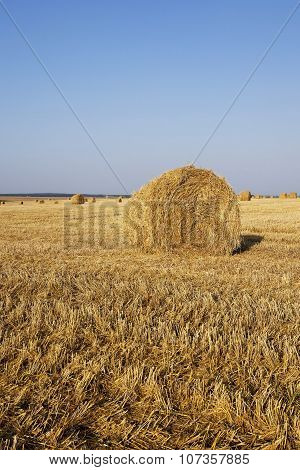Haystacks Straw Lying In The Agricultural Field After Harvest. Summer