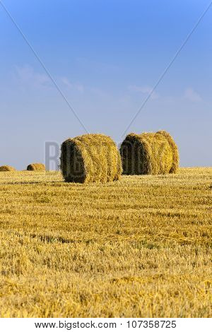 Haystacks Straw Lying In The Agricultural Field After Harvest. Summer
