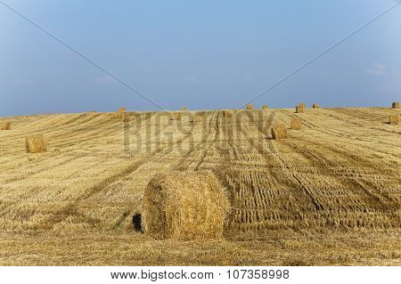 Haystacks Straw Lying In The Agricultural Field After Harvest. Summer