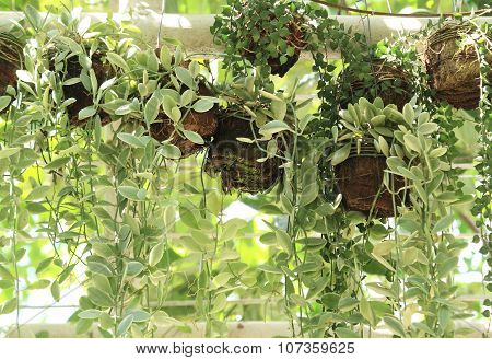 Dischidia nummularia Variegata