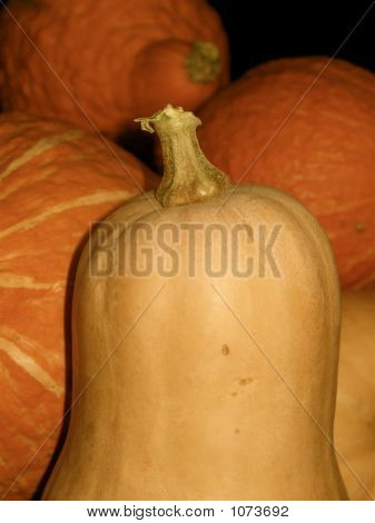 Winter Squash