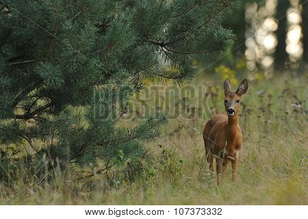 Roe Deer