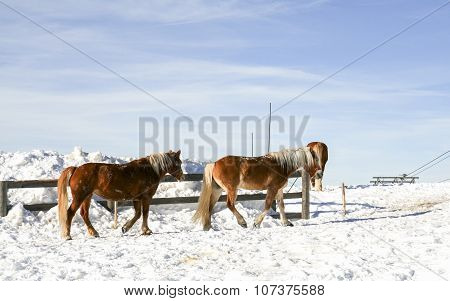 Magnificent Ponies On The Snow. Dolomites. Val Di Fiemme, Italy