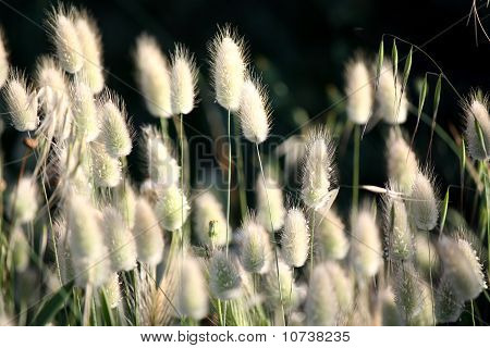 Yabani flora
