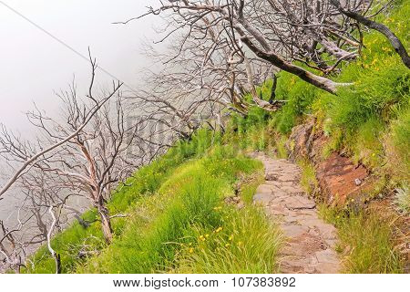 Hiking Trail Passage Pico Arieiro To Pico Ruivo - Burned Trees Along The Path