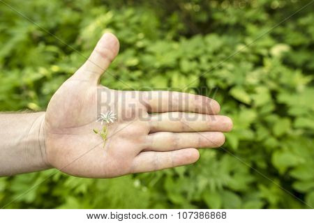 Small Flower With White Petals Lying On Palm Of A Man