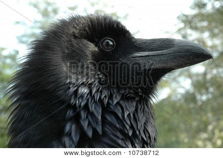 レイヴン （カラス corax)