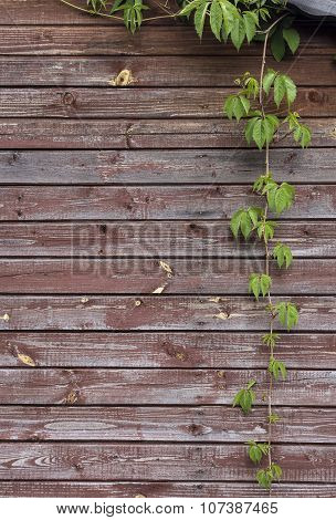 Virginia Creeper Hangs Vertically On A Background Of The Old Wall