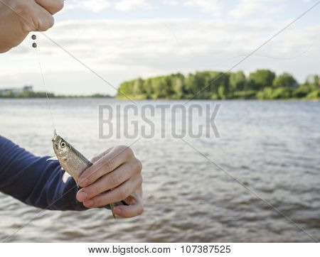 Small Fish On A Hook And Fishing Line In Human Hands