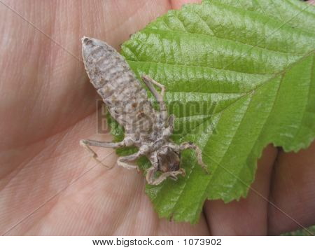 Chitin krunýře