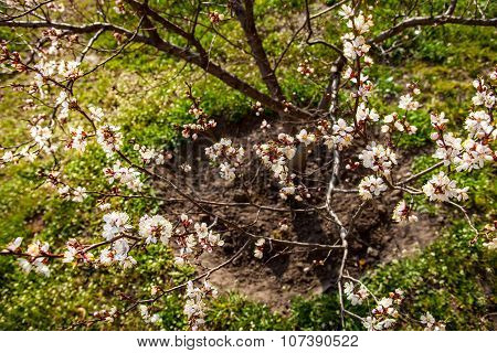 Young Apricot Tree In Blossom