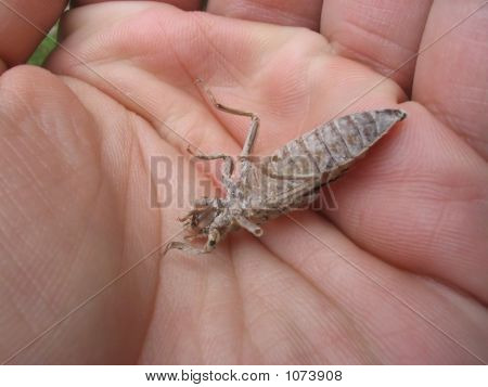 Chitin krunýře