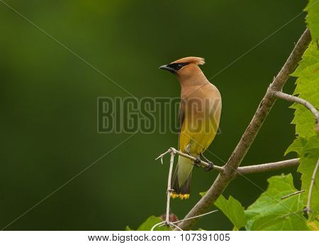 Cedar Waxwing