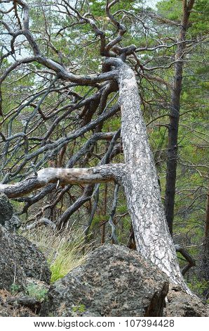 Dry fallen pine tree with thick twisted boughs