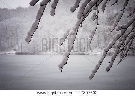 Snow-covered branches with a frozen lake in the background