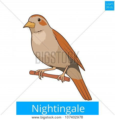 Nightingale learn birds educational game vector