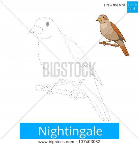 Nightingale bird learn to draw vector