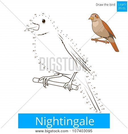 Nightingale bird learn to draw vector