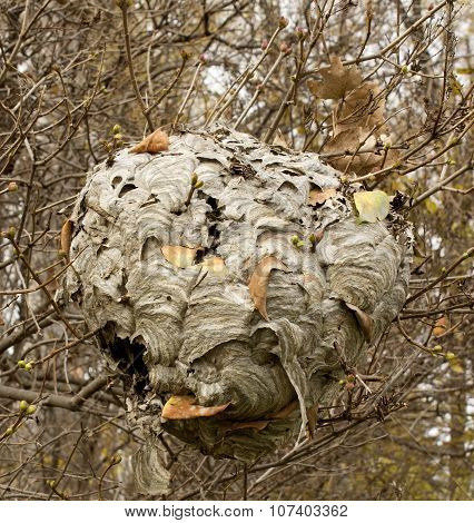 Paper Wasp Nest
