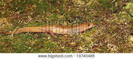 Fehérfarcsíkú szalamandra (Desmognathus conanti)