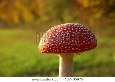 fly agaric mushroom on blurred background