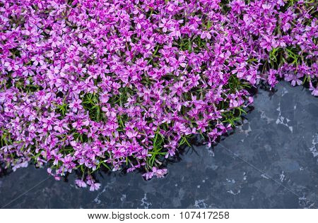 Blooming Pink Phloxes (phlox Subulata) Near The Pond