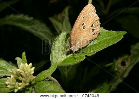 El tirabuzón (Aphantopus ayperantus)