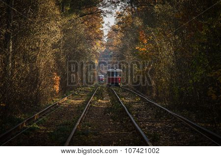 When city tram goes through the forest
