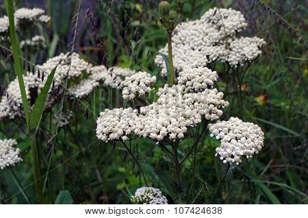 Common Yarrow