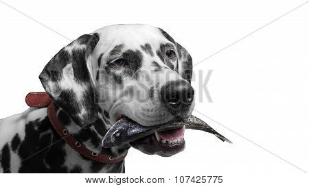 Fishing village Dog