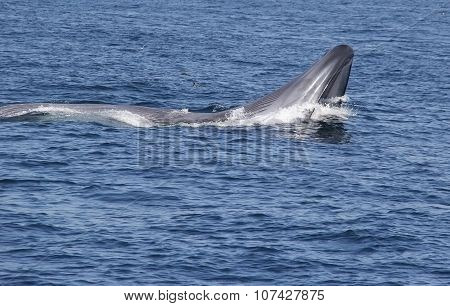 Gigantic Blue Whale Surface Feeding