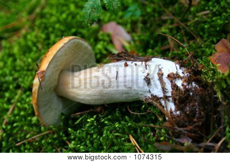 Champignon