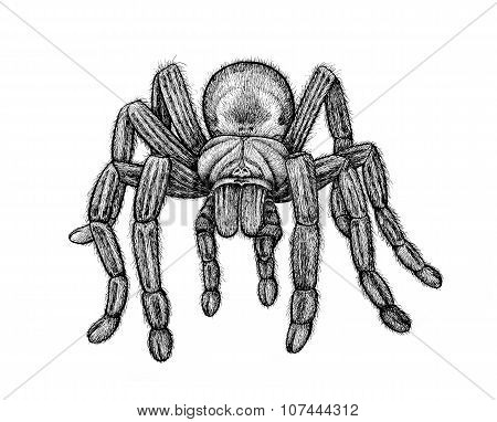 Black Tarantula Isolated On White Background