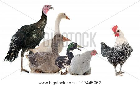 Group Of Poultry