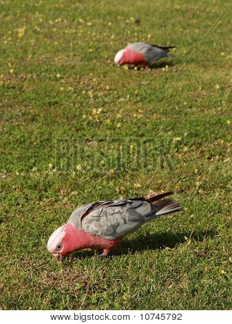 Galah pappagalli (cacatua Roseicapilla) alimentazione In The Lown